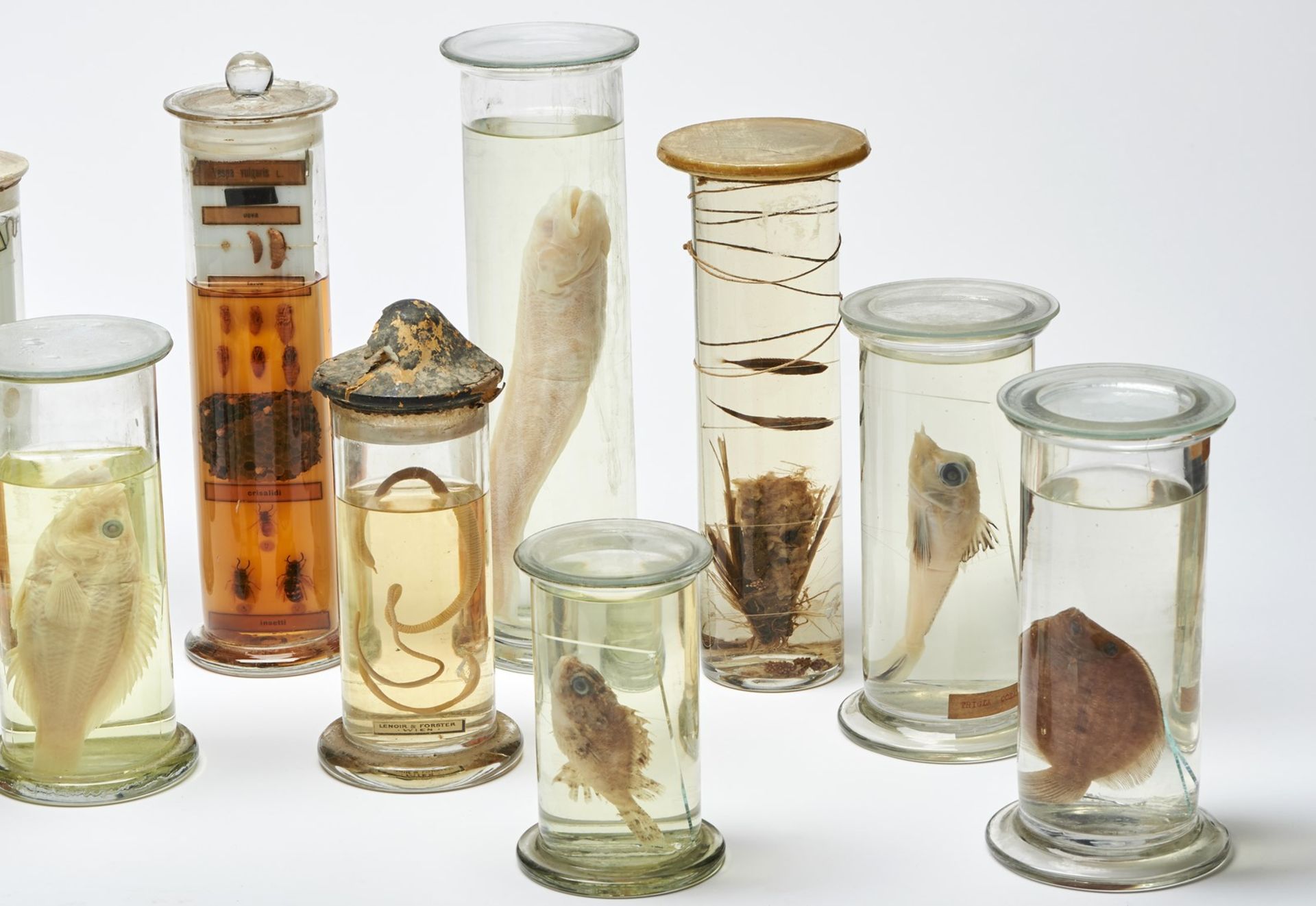 Naturalia Animal samples in formalinEngland, 19th century. - Bild 3 aus 3