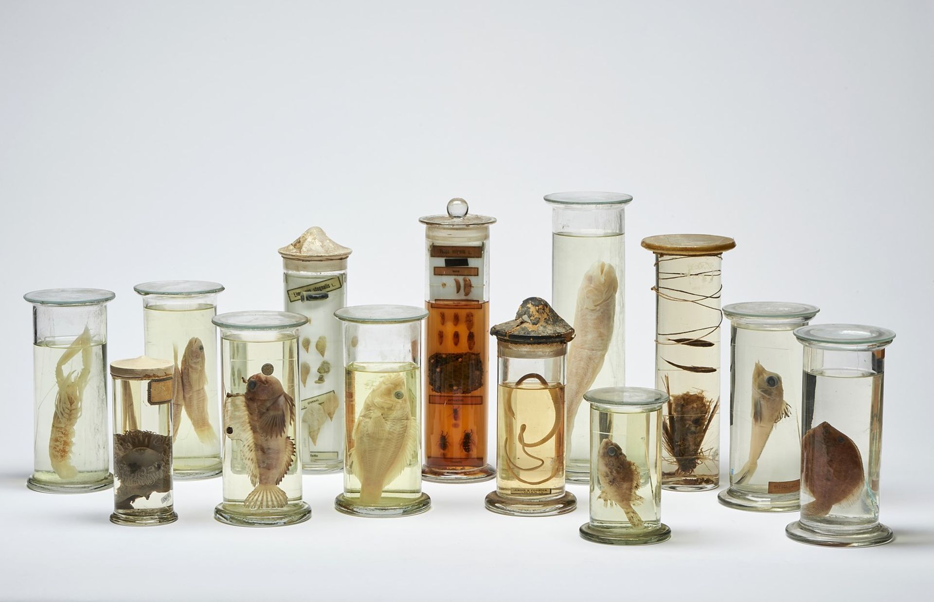 Naturalia Animal samples in formalinEngland, 19th century.