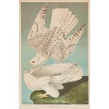 Audubon Bien Edition, Falcon