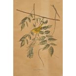 J. Audubon, Yellow-Poll Warbler, Havell Edition