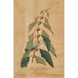 J. Audubon, Blue-Green Warbler, Havell Edition