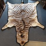 A zebra skin rug, fabric backed, approx. 265 cm head to tail