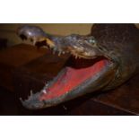 Taxidermy: A Cayman, with a open mouth, 112 cm long