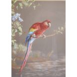 Harry Bright (British 1846-1895) scarlet macaw parrot, watercolour, Sotheby's labels verso, 42 x