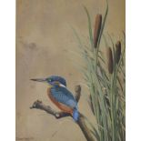 E Talbot Kelly '81, kingfisher, watercolour, signed, 22 x 17 cm size with frame 42cm x 36cm framed