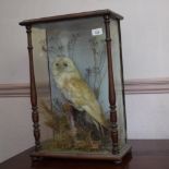 Taxidermy: a barn owl, in a naturalistic setting, in a case with turned columns, 36.5 cm wide,