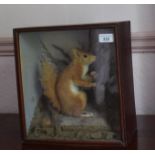 Taxidermy: a red squirrel, in a naturalistic setting, cased, 29.5 cm wide, removal cost A Report