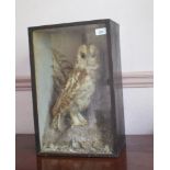 Taxidermy: an owl, in a naturalistic setting, cased, 30 cm wide, removal cost A Report by RB 47 cm