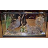 Taxidermy: Two partridges and a chick, in glass case, 22 cm wide