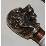 An early 20th century walking stick, silver plated handle in the form of a growling dog, 90 cm