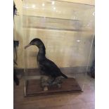 Taxidermy: A Cormorant, in a plastic case, 67 cm wide