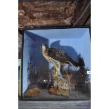 ***This lot has been withdrawn *****Taxidermy: A bird of prey, cased, 61 cm wide