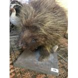 Taxidermy: A porcupine, on a stand, 70 cm wide