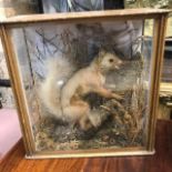 Taxidermy: A red squirrel, cased, 33 cm wide, another, cased, 28.5 cm wide, and a cased set of