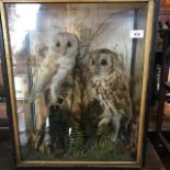 Taxidermy: Two Owls, cased, 46 cm wide