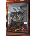 Taxidermy: Exotic birds, cased, 29 cm wide