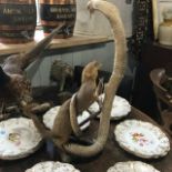 Taxidermy: a mongoose attacking a cobra, 56 cm high