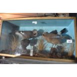 Taxidermy: Two Jays, cased, 65 cm wide
