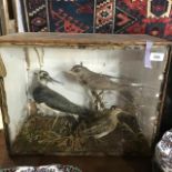 Taxidermy: A Sand Piper and other birds, cased, 47 cm wide, case poor