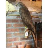 Taxidermy: A bird of prey, on a branch