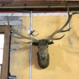 Taxidermy: A Stag's head