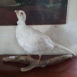 Taxidermy: an albino pheasant, mounted on a twig, 36.5 cm high