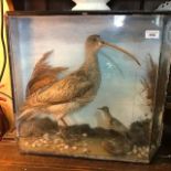Taxidermy: A wader, and another bird, cased, 57 cm wide