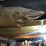 Taxidermy: A Pike, 87 cm wide