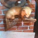 Taxidermy: A Pine Martin, on a branch