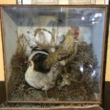 Taxidermy: A cockerel and a hen, cased, 77 cm wide