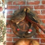Taxidermy: A brace of pheasants, mounted on a board