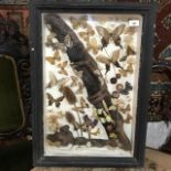 Taxidermy: assorted butterflies, in a case, 47.5 cm wide