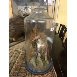 Taxidermy: A woodpecker, in a glass case, 48 cm high