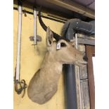 Taxidermy: An ibex