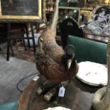 Taxidermy: A cock pheasant, and a weasel (2)