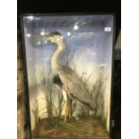 Taxidermy: A Heron in a naturalistic setting, cased, 57 cm wide x 84 cm high