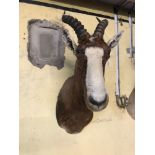 Taxidermy: An Ibex