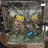Taxidermy: A case of birds, including a woodpecker, case poor, 48 cm wide and an owl