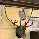 Taxidermy: A stag's head