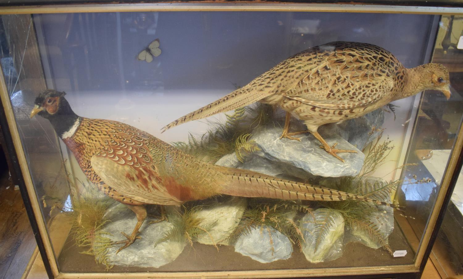 Taxidermy: Two pheasants, in a glazed case, 86 cm wide glass broken on one side