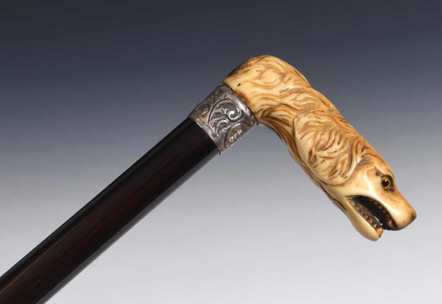 A 19th century walking stick, with a carved ivory handle in the form of a snarling dog, on an