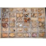 Various early 20th century sea shells (box)