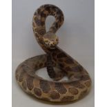 A Continental porcelain figure of a rattlesnake, 40 cm high