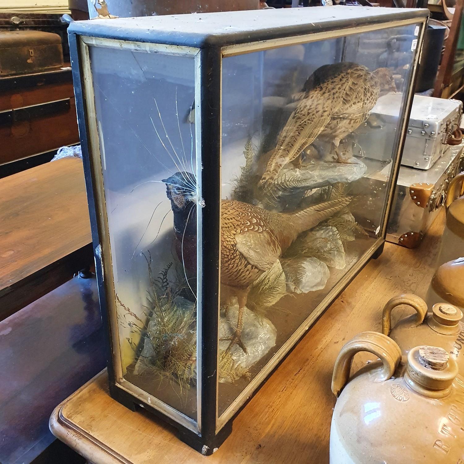 Taxidermy: Two pheasants, in a glazed case, 86 cm wide glass broken on one side - Image 3 of 3