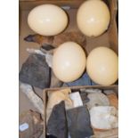 Four ostrich egg shells, and various fossils and mineral samples (box)