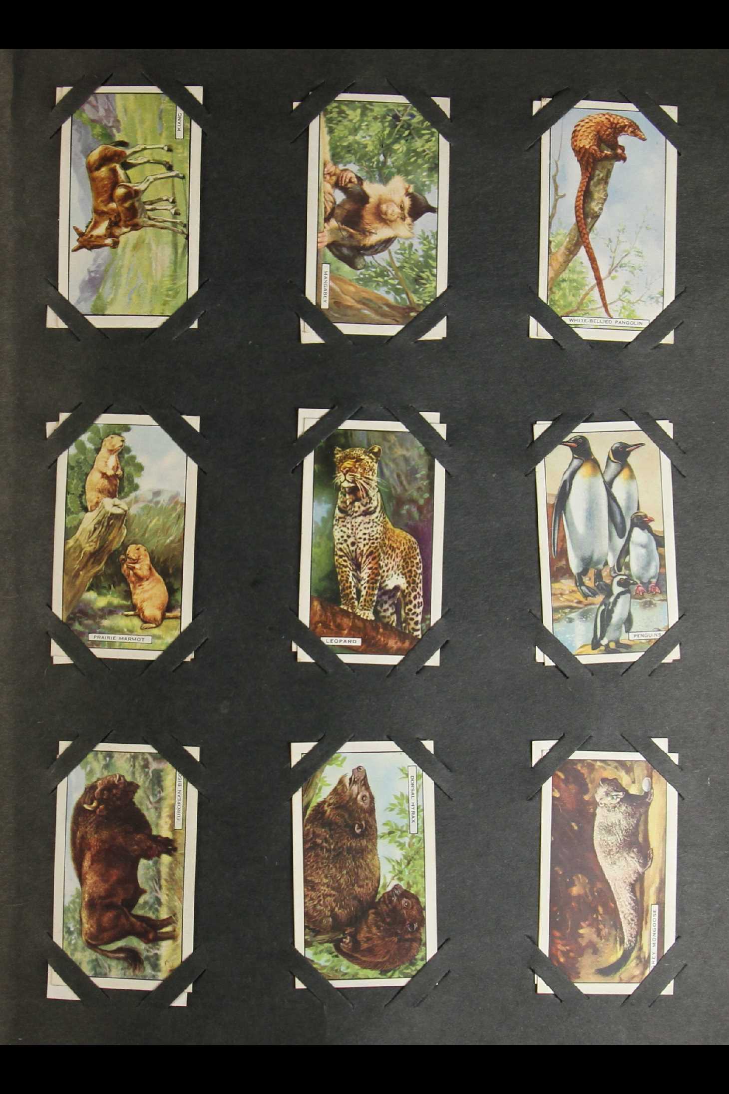 CIGARETTE CARDS Players & Gallagher's in an album plus an all different selection of modern Brooke