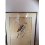 Large framed watercolour goshawk. DAVID ORD KERR -WITH PROVENANCE