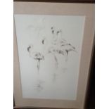 Frames watercolour flamingo studies Clive walker