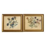 E Pope - a pair of watercolour paintings depicting flowers, framed & glazed, 28 by 22cms (11 by 8.