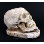 A plaster model of a human skull, 29cms (11.5ins) long.